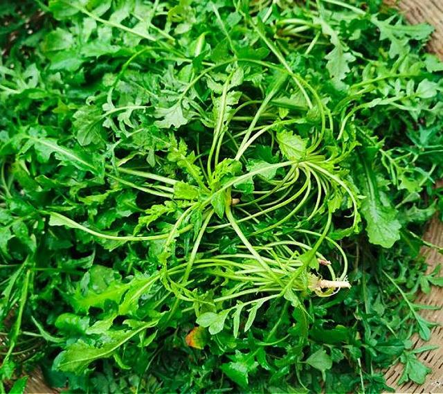 農(nóng)村100種野菜圖片（農(nóng)村100種野菜圖片及名稱）