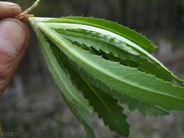農(nóng)村100種野菜圖片（農(nóng)村100種野菜圖片及名稱）