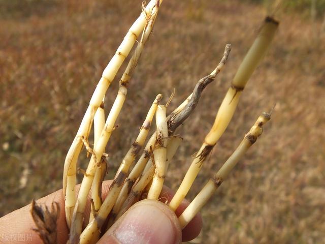 農(nóng)村100種野菜圖片（農(nóng)村100種野菜圖片及名稱）