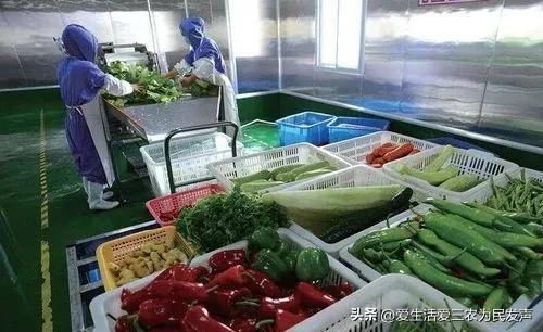 農村一個人干啥掙錢快呢（農村一個人做什么掙錢）