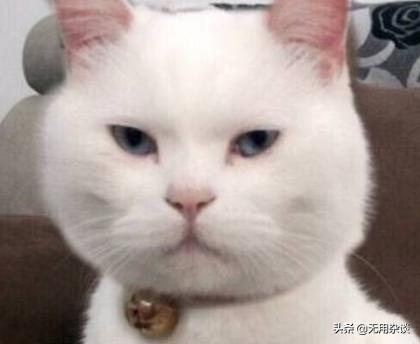 斗魚主播封門村（哪個主播去封門村直播）