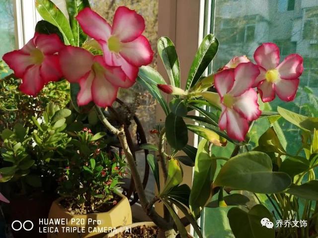 種花發(fā)朋友圈短句，花的圖片發(fā)朋友圈說說？
