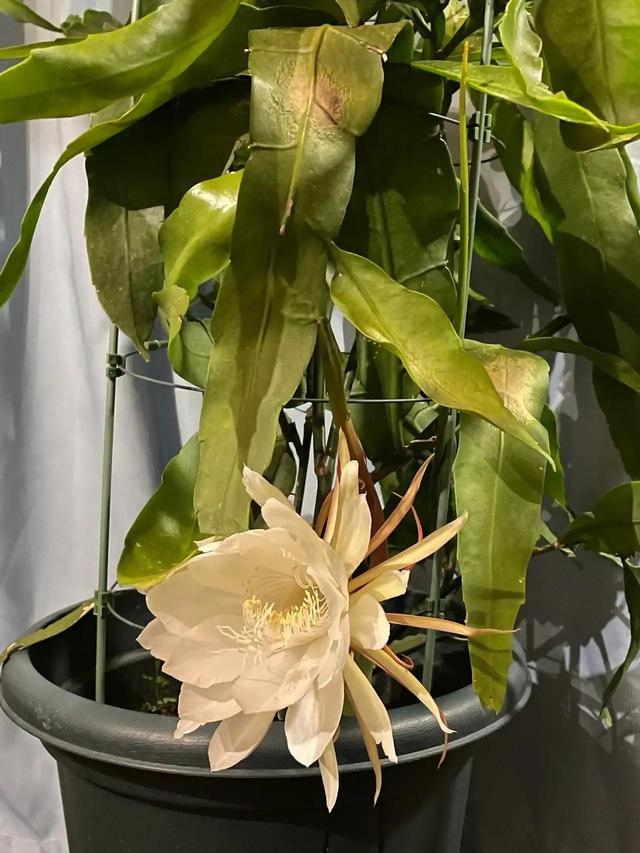 配綠植發(fā)的朋友圈，朋友圈植物圖片配什么文字？