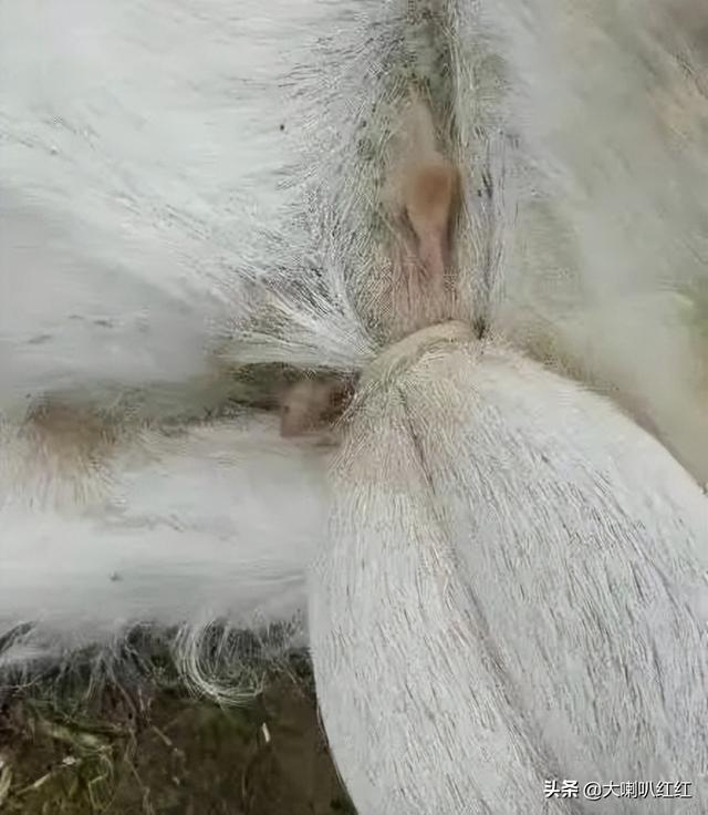 豬睪丸怎么做好吃視頻（豬睪丸怎么做好吃法大全）