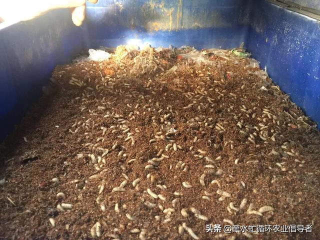 養(yǎng)黑水虻到底賺不賺錢_（黑水虻 騙局）