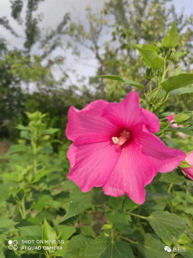 識花微信小程序，可以識花的小程序？