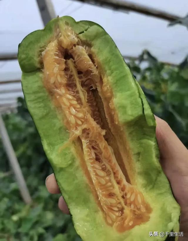 羊角蜜的皮和籽可以吃嗎（羊角蜜籽可以吃么）