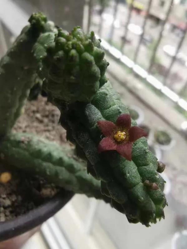 淘寶藍冠和金冠有什么區(qū)別（淘寶紅冠和藍冠區(qū)別）