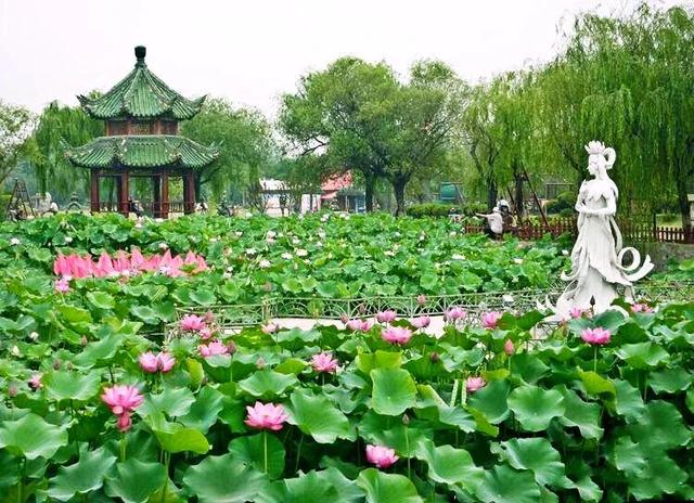 接天蓮葉是什么季節(jié)的_（接天蓮葉是不是夏天）