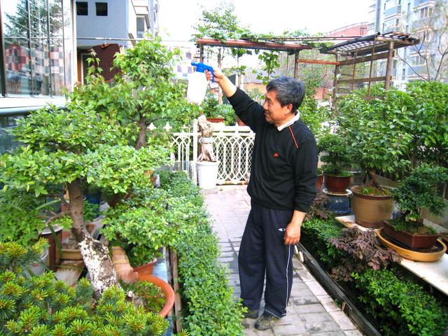 關(guān)于綠植的朋友圈說(shuō)說(shuō)，朋友圈曬綠植的心情短語(yǔ)？