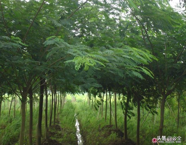 最大的苗木app平臺（林木種苗app下載）