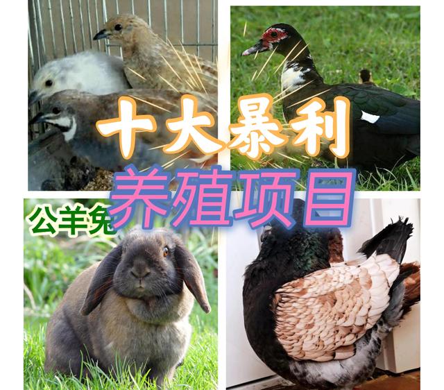 創(chuàng)業(yè)養(yǎng)殖業(yè)，創(chuàng)業(yè)養(yǎng)殖致富項目有哪些？