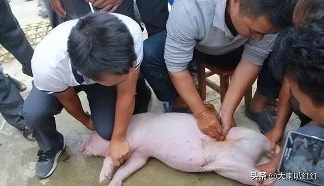 豬睪丸怎么做好吃視頻（豬睪丸怎么做好吃法大全）