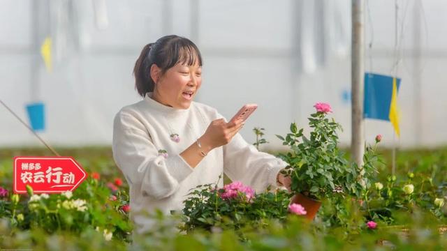 拼多多老總是誰(shuí)手機(jī)號(hào)是多少，拼多多老總是誰(shuí)黃崢？