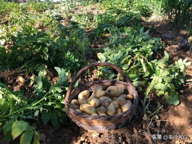 山芋什么時(shí)候傳入中國（山芋何時(shí)傳入我國）