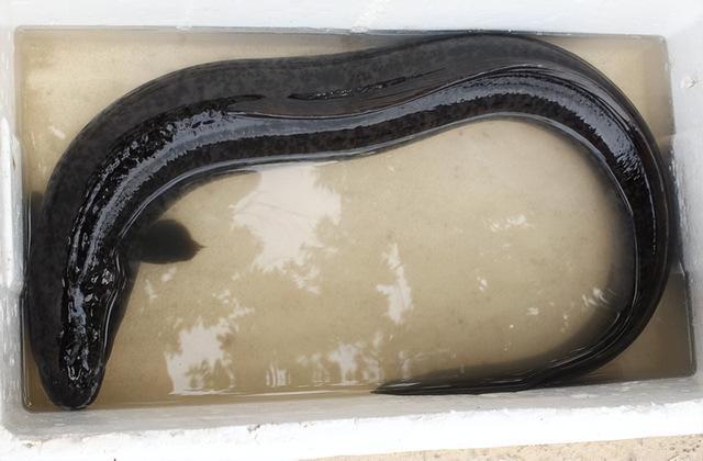 微山湖白鱔魚（白黃鱔多少錢一斤）