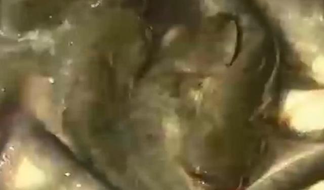閑魚魚塘在哪里找（2021閑魚魚塘在哪里找）