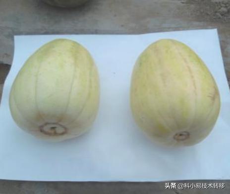 農(nóng)業(yè)項(xiàng)目立項(xiàng)報(bào)告（農(nóng)業(yè)項(xiàng)目可行性報(bào)告怎樣寫）
