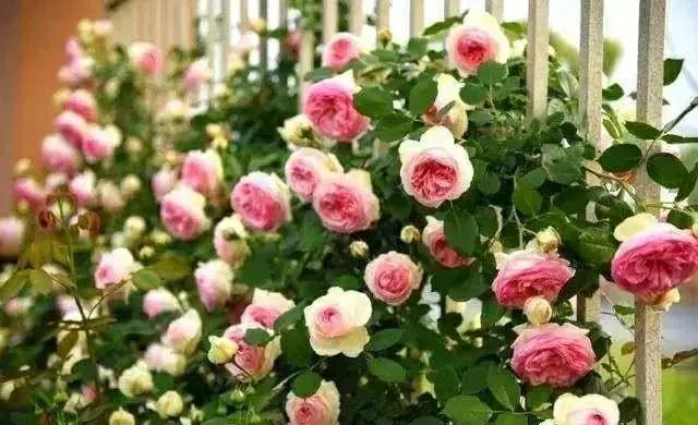經(jīng)常發(fā)花草朋友圈的女生，朋友圈愛發(fā)花花草草的女人？