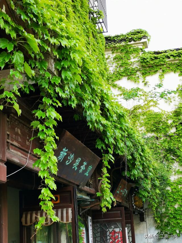 澳龍多少錢一斤市場價(現(xiàn)在澳龍多少錢一斤)