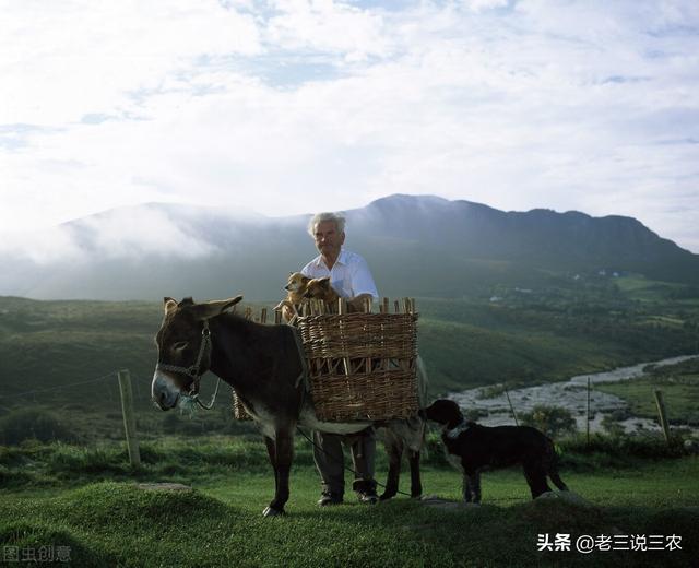 農(nóng)村養(yǎng)殖什么比較好掙錢（在農(nóng)村養(yǎng)殖業(yè)養(yǎng)什么最賺錢）