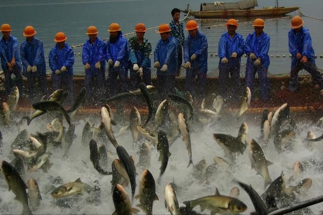 承包魚塘養(yǎng)魚賺錢嗎知乎，承包魚塘養(yǎng)魚賺錢嗎知乎全文？