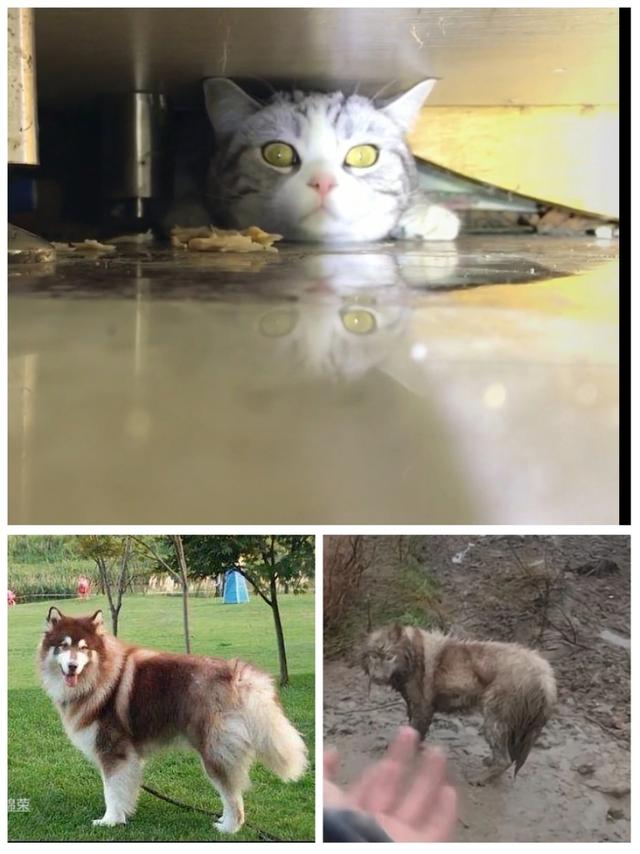 懸賞貓賺錢是真的嗎安全嗎，懸賞貓賺錢是真的嗎安全嗎？