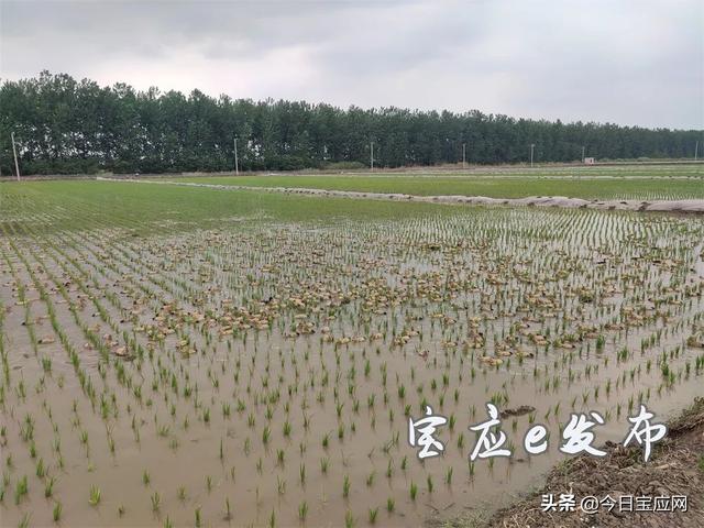 趕鴨子上架的歇后語上一句是什么（趕鴨子上架 歇后語下一句）
