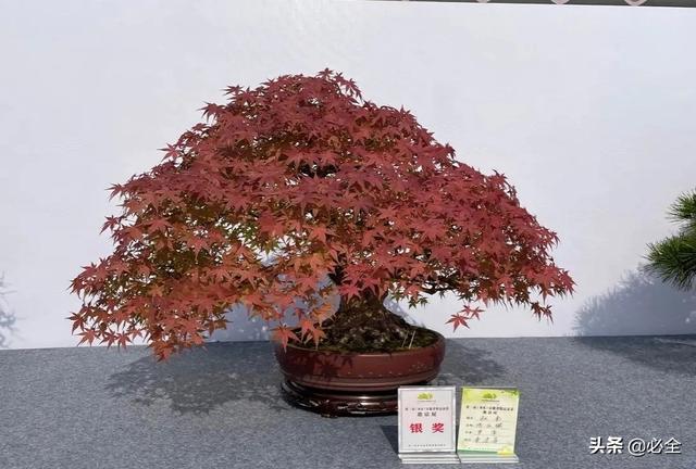 小葉黃楊樹(shù)苗價(jià)格（大葉黃楊樹(shù)苗多少錢一棵）