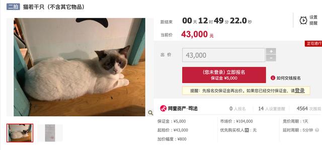 賣貓在哪個平臺好賣（還有什么平臺可以賣貓）