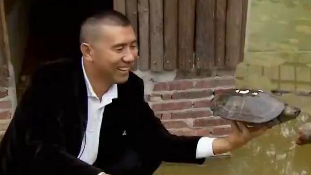 石金錢龜多少錢一斤2018（石金錢龜多少錢一斤2014年）