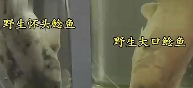 閑魚魚塘在哪里找（2021閑魚魚塘在哪里找）