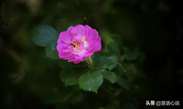 薔薇朋友圈配文簡短，薔薇朋友圈配文簡短文案？