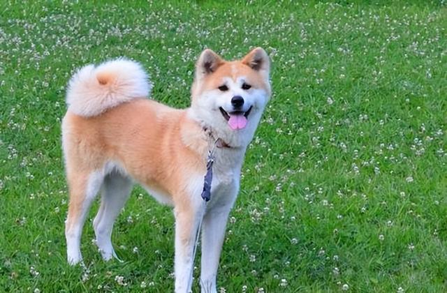 家養(yǎng)馬犬的好處（養(yǎng)馬犬好不好）