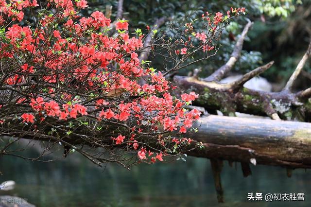 發(fā)朋友圈野花的句子傷感說(shuō)說(shuō)，野花發(fā)朋友圈說(shuō)說(shuō)？