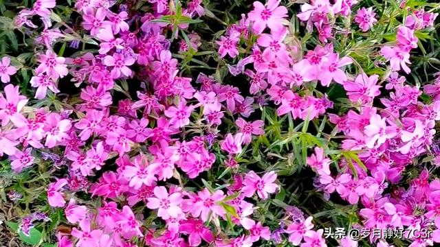 快看點注冊自媒體怎么發(fā)視頻賺錢快看點，快看點怎么發(fā)布視頻怎么掙錢？