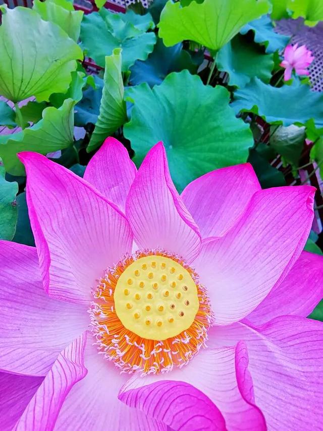 接天蓮葉是什么季節(jié)的_（接天蓮葉是不是夏天）