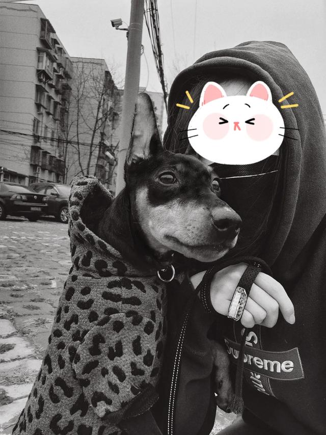 迷你杜賓犬的價(jià)格（杜賓犬迷你犬多少錢(qián)）