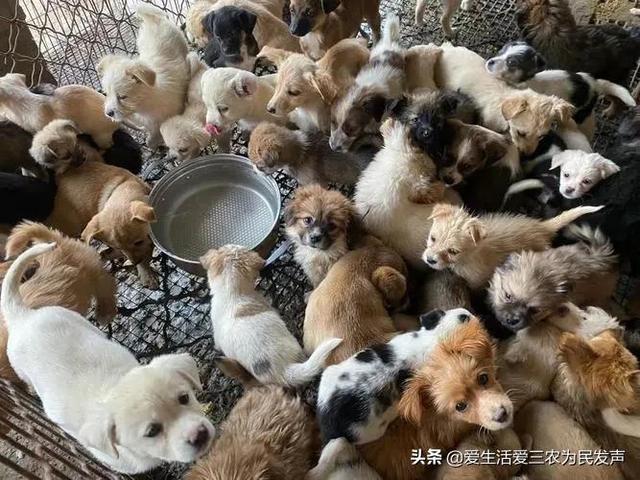 適合窮人的創(chuàng)業(yè)項目養(yǎng)殖（養(yǎng)殖什么投資少又掙錢）