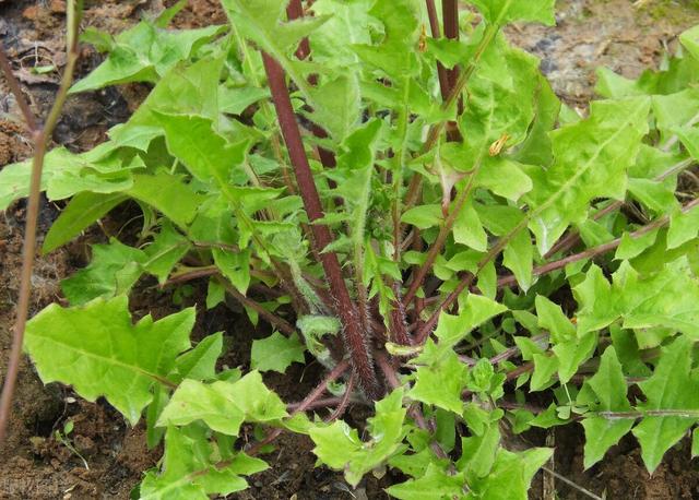農(nóng)村100種野菜圖片（農(nóng)村100種野菜圖片及名稱）