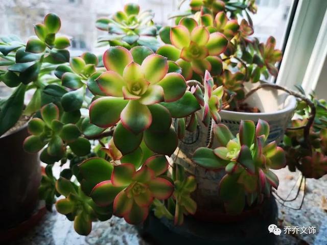 種花發(fā)朋友圈短句，花的圖片發(fā)朋友圈說說？