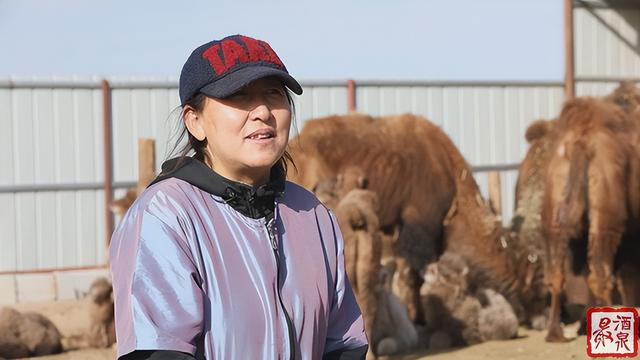 正宗的駱駝奶多少錢一斤（正宗駱駝奶多少錢一箱）