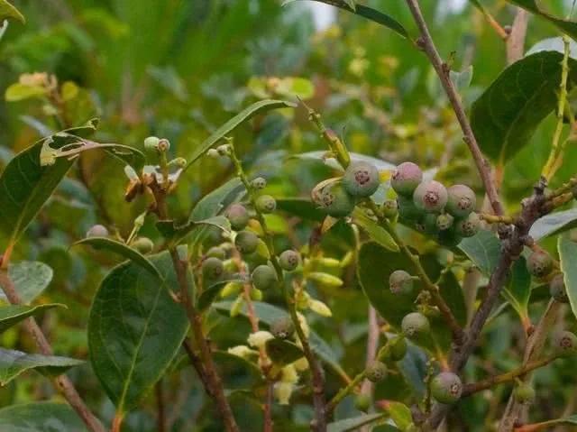 農(nóng)村100種野菜圖片（農(nóng)村100種野菜圖片及名稱）