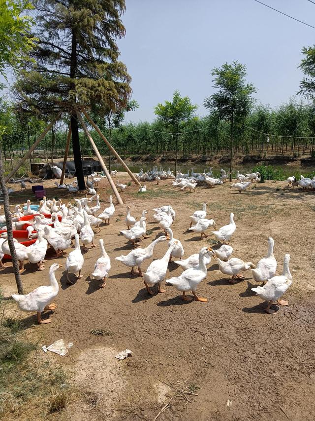 金蟬養(yǎng)殖技術(shù)方法視頻（金蟬養(yǎng)殖技術(shù)方法后期管理）