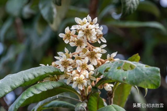 贊美枇杷發(fā)朋友圈簡(jiǎn)短文字怎么說(shuō)，發(fā)朋友圈枇杷的優(yōu)美句子？
