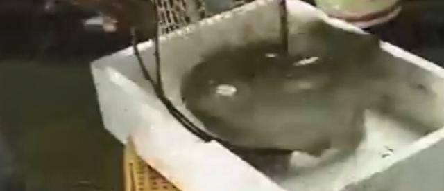 閑魚魚塘在哪里找（2021閑魚魚塘在哪里找）
