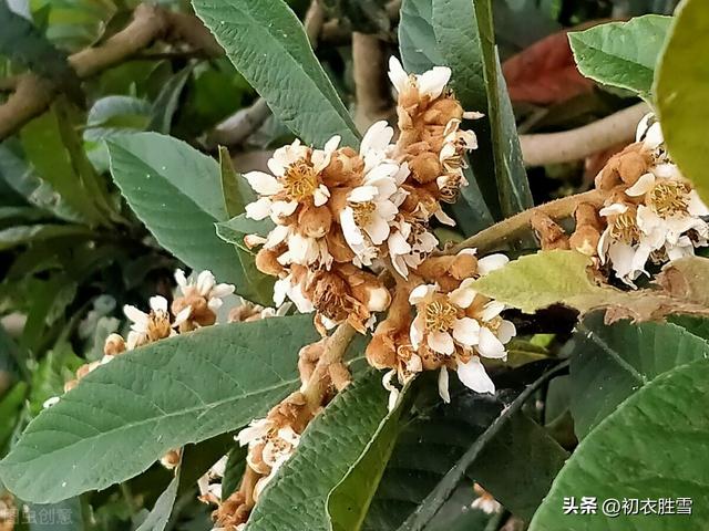 贊美枇杷發(fā)朋友圈簡(jiǎn)短文字怎么說(shuō)，發(fā)朋友圈枇杷的優(yōu)美句子？