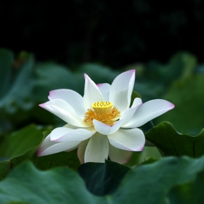 吃粽子發(fā)朋友圈的說說，提前吃粽子發(fā)朋友圈的說說？