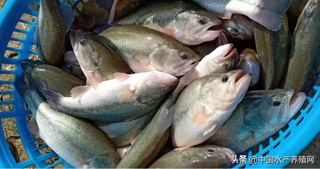 養(yǎng)殖黃骨魚掙錢嗎，黃骨魚養(yǎng)殖利潤？