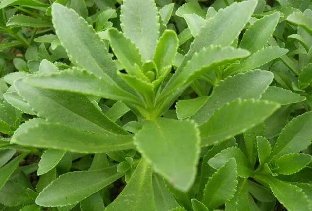 農(nóng)村100種野菜圖片（農(nóng)村100種野菜圖片及名稱）